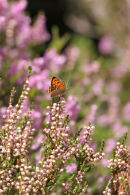 06-8207 Small Copper Butterfly (Lycanena phlaeas) on Heather